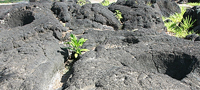 Hawaii Puuhonua Panoa_bowl & Hawaii Puuhonua Panoa bowl